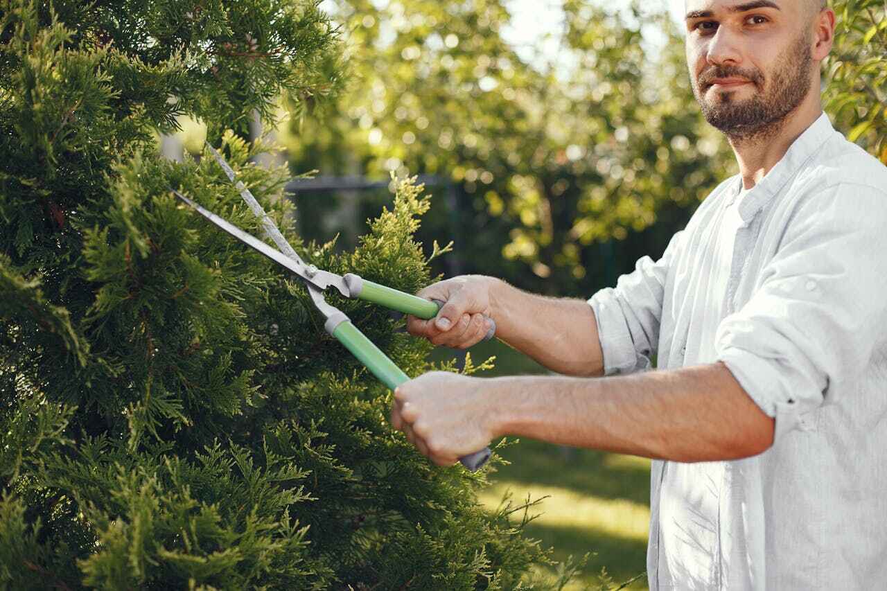 Dead Tree Removal in Humble, TX